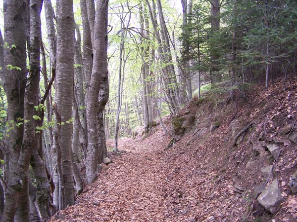 sentier2.jpg